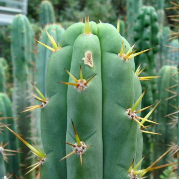 Trichocereus cuzcoensis - Cuzco-cactus
