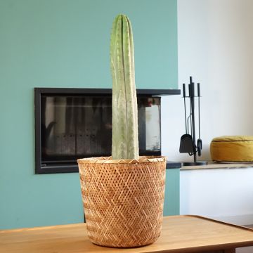 Trichocereus pachanoi - San Pedro-cactus