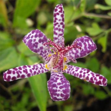 Tricyrtis Imperial Banner - Paddenlelie