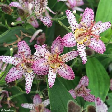 Tricyrtis formosana Pink Freckles - Paddenlelie
