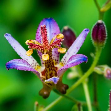 Tricyrtis Taipei Silk - Paddenlelie