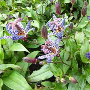 Tricyrtis formosana Dark Beauty - Paddenlelie