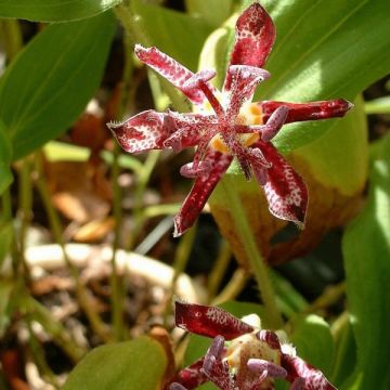 Tricyrtis hirta Raspberry Mousse - Paddenlelie