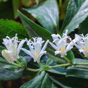 Tricyrtis hirta Alba - Paddenlelie