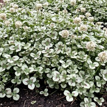 Trifolium repens Angel Clover Jade - Witte klaver