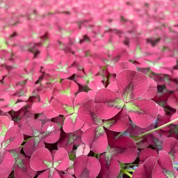 Trifolium repens Angel Clover Beauty - Witte klaver