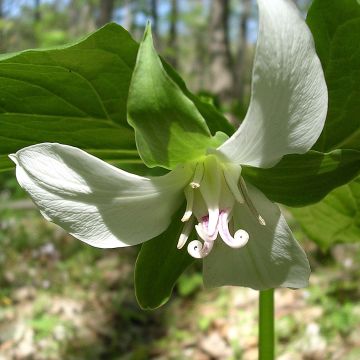 Trillium flexipes - Drieblad