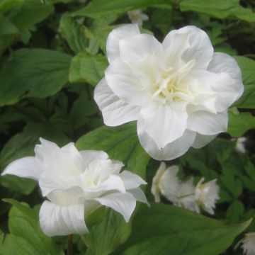 Trillium grandiflorum Flore Pleno - Drieblad