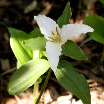 Trillium pusillum - Drieblad