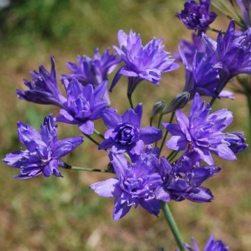 Triteleia Aquarius - Brodiaea