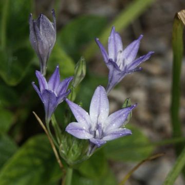 Triteleia laxa Queen Fabiola - Ithuriel's speer