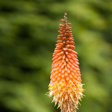 Kniphofia Royal Standard - Vuurpijl
