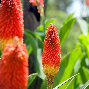Kniphofia Traffic Lights - Vuurpijl
