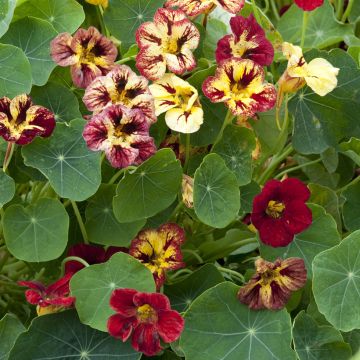 Oost-Indische kers Chameleon (zaad) - Tropaeolum majus