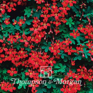 Tropaeolum speciosum (zaad) - Oostindische kers