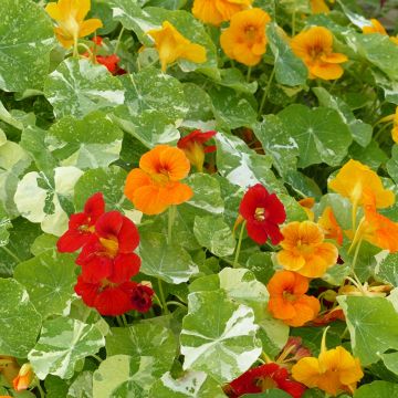 Oost-Indische kers Alaska Mix (zaad) - Tropaeolum majus