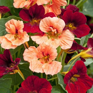 Oost-Indische kers Rumba Mix (zaad) - Tropaeolum minus