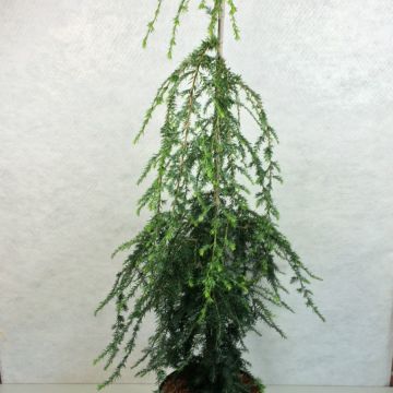 Tsuga canadensis Pendula - Oostelijke hemlockspar