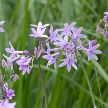 Tulbaghia violacea - Kaapse knoflook