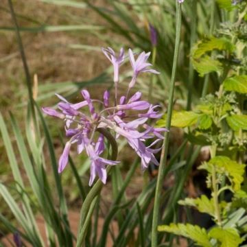 Tulbaghia violacea Silver Lace - Kaapse knoflook