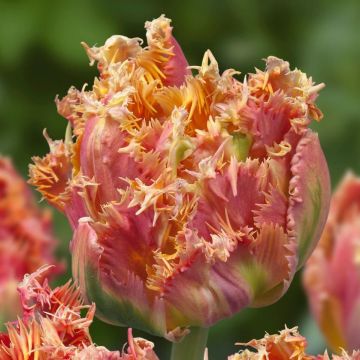 Tulipa crispa Esprit  - gefranjerde tulp dubbel