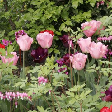 Tulipa Triumph Beauty Queen - Triumphtulp