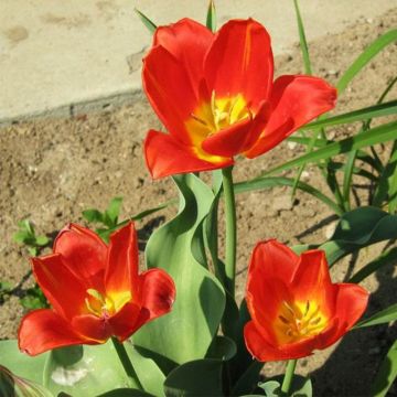 Tulipa vvedenskyi - Botanische tulp
