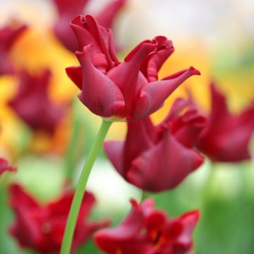 Tulipa Red Dress - Coronet‑tulp