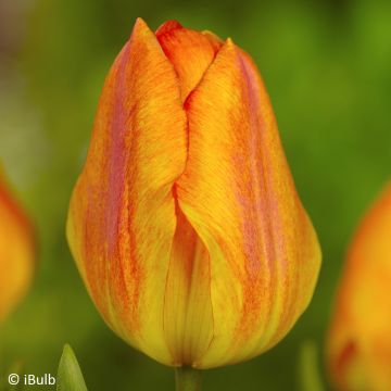 Tulipa Generaal De Wet - Vroegbloeiende enkele tulp