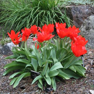 Tulipa fosteriana Princeps - Fosteriana-tulp
