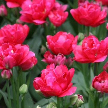 Tulipa Bearing Point - Dubbele vroege tulp