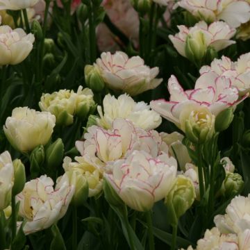 Tulipa Belicia - Dubbele vroege tulp