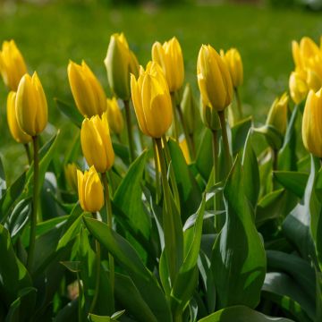 Tulipe Triumph Bellona - Triumphtulp