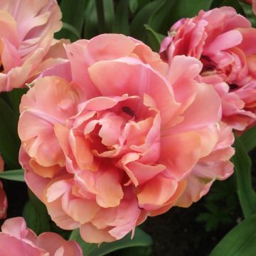 Tulipa Britt - Dubbele late tulp