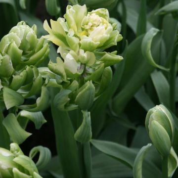 Tulipa Brooklyn - Dubbele late tulp