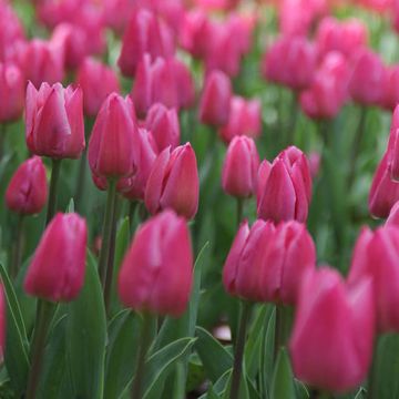 Tulipa Christmas Dream - Enkele vroege tulp