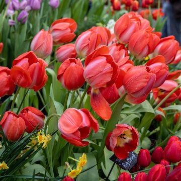 Tulipa Darwin Big Chief - Darwintulp