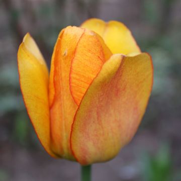 Tulipa Darwin Blushing Apeldoorn - Darwintulp