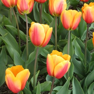 Tulipa Darwin Cash  - Darwintulp