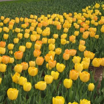 Tulipe Darwin Golden Apeldoorn - Darwintulp