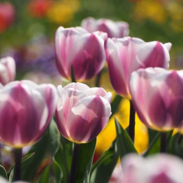 Tulipa Royal Pride - Darwintulp