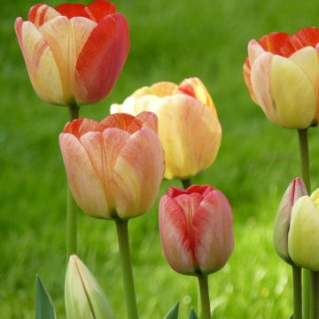 Tulipa Silverstream - Darwintulp