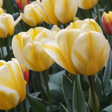 Tulipa Darwin Jaap Groot - Darwintulp