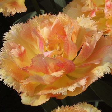 Tulipa crispa Vaya Con Dios - Gefranjerde tulp