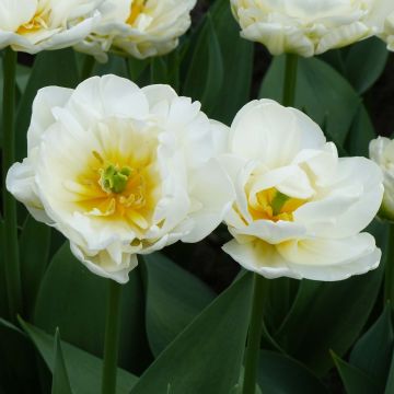 Tulipa Cool - Dubbele late tulp