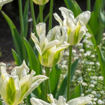 Tulipa Greenstar - Leliebloemige tulp