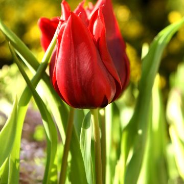 Tulipa Lasting Love - Leliebloemige tulp