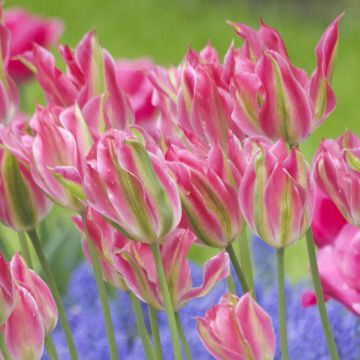 Virichic tulp - Enkele late tulp