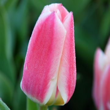 Tulipa fosteriana Rosy Dream - Fosteriana-tulp