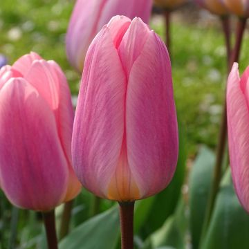 Tulipa Darwin Light and Dreamy - Darwintulp